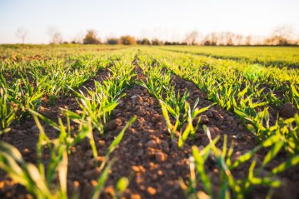 Agricoltura