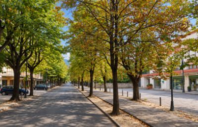 Alberi